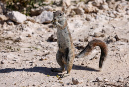 Namibia_April_2025 (25/79)
